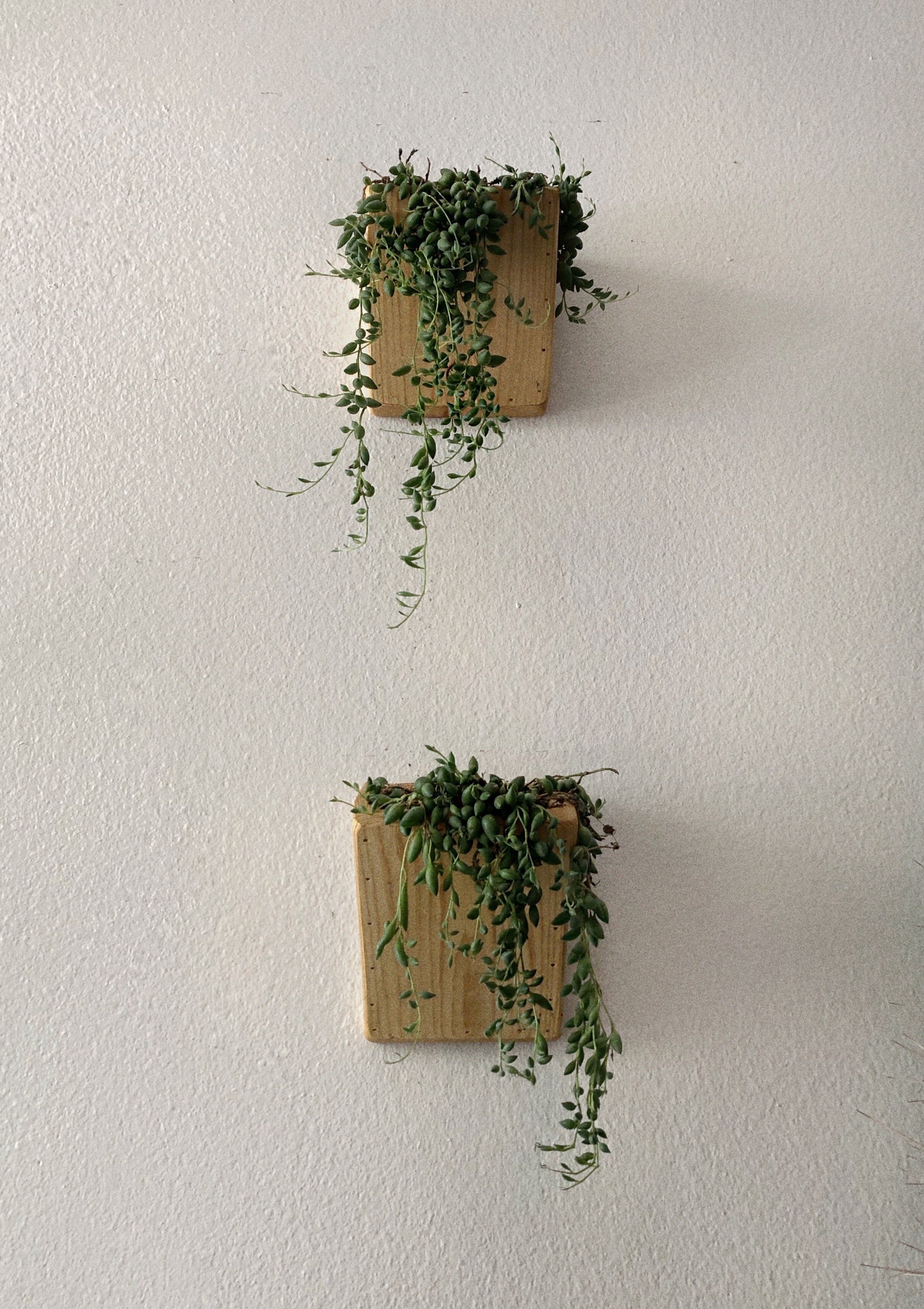 Handmade Cedar Wood Wall Planters (Set of Two)